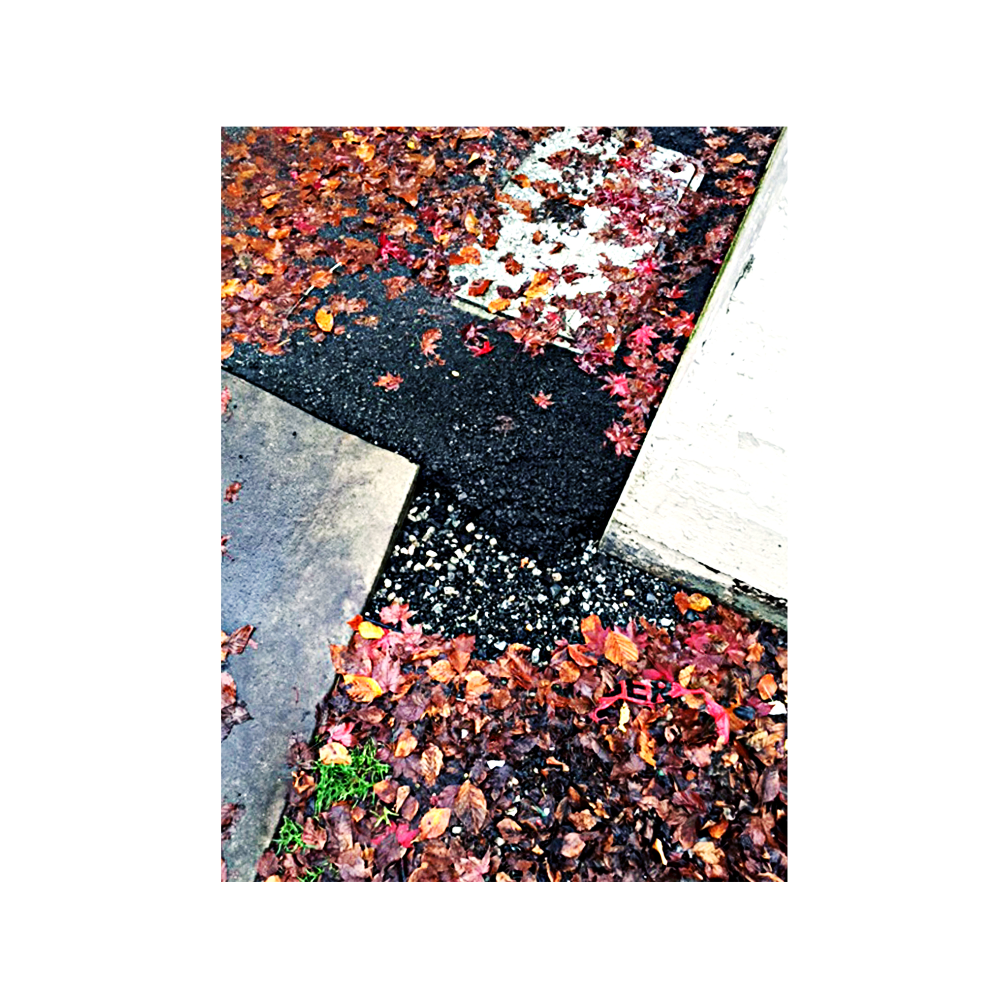 Cement sidewalk with autumn leaves